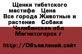 Щенки тибетского мастифа › Цена ­ 80 - Все города Животные и растения » Собаки   . Челябинская обл.,Магнитогорск г.